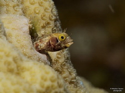 Spinyhead Blenny (Acanthemblemaria spinosa), St Lucia
Ol... by Henley Spiers 